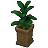 ネコ姫の観葉植物の画像
