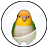 シロハラインコカプセルのアイコン画像