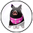 クロブタくんカプセルのアイコン画像